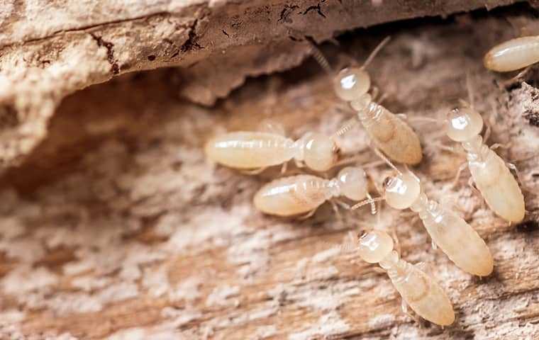 Group Of Termites 