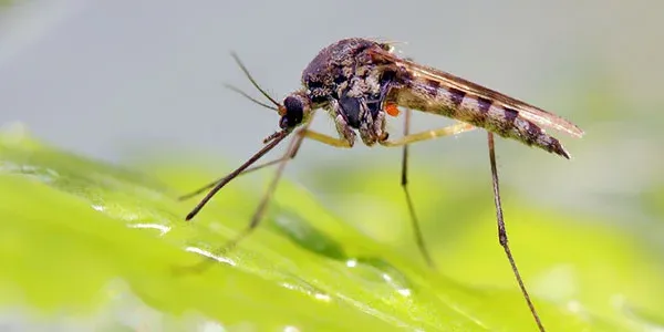 Mosquito on a leaf
